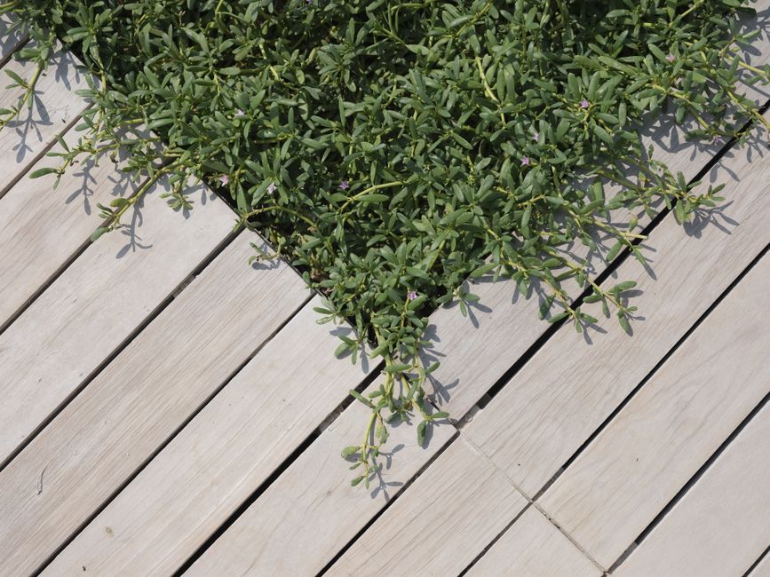 Composite vs Wood Decking: Cost, Durability, and Maintenance Compared