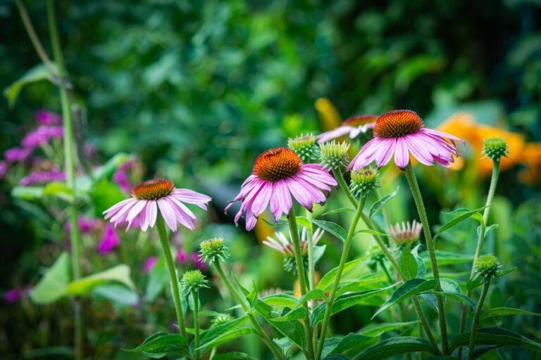 Native Plant Landscaping: A Beginner’s Guide to Eco-Friendly Yards