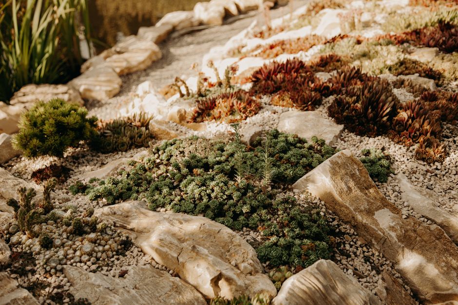 Native Plant Landscaping: A Beginner's Guide to Eco-Friendly Yards