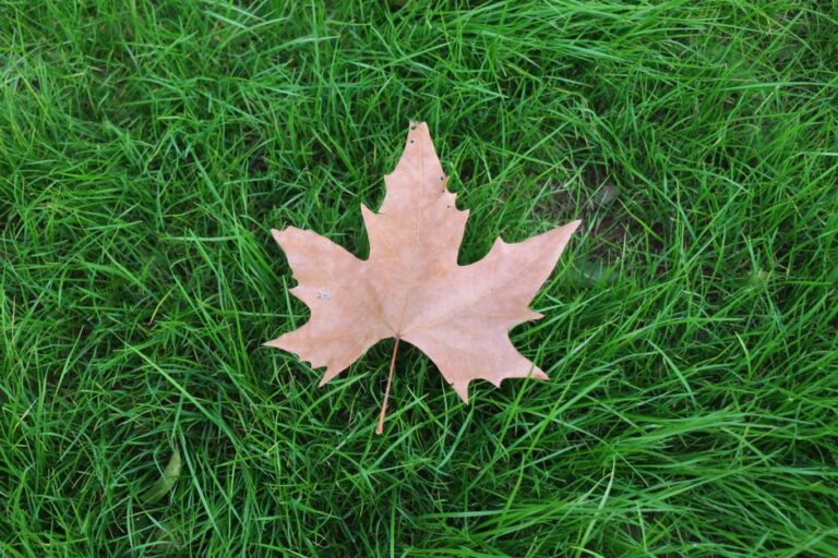 Seasonal Lawn Care Calendar: Month-by-Month Guide for a Healthy Yard