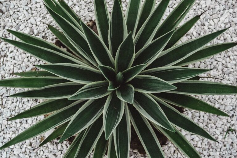 Xeriscaping 101: How to Design a Drought-Tolerant Yard and Cut Water Bills