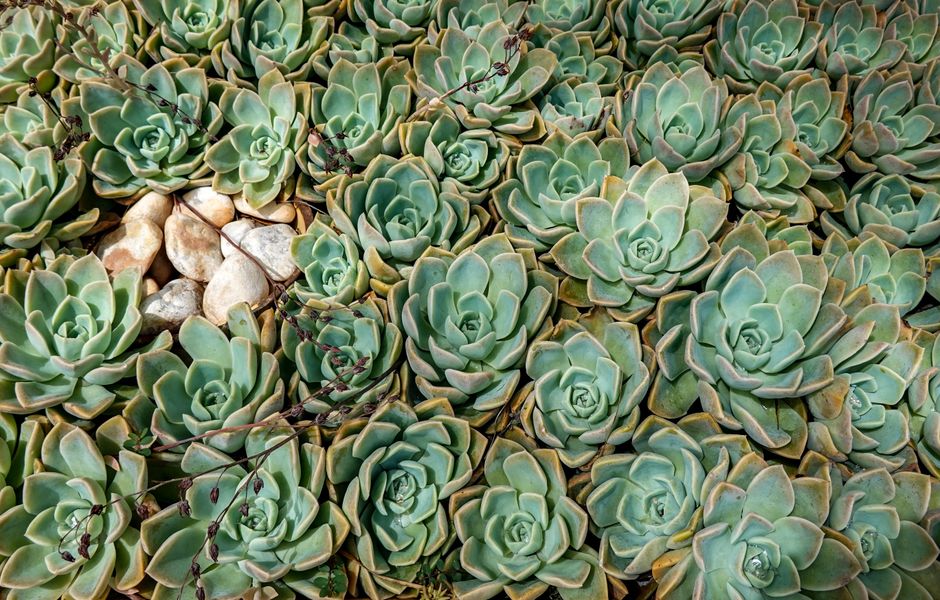 Xeriscaping 101: How to Design a Drought-Tolerant Yard and Cut Water Bills